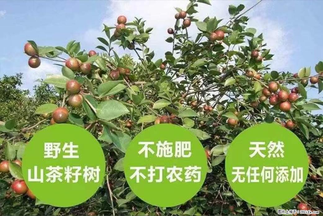 【灌阳县油茶产业示范区】一个有着充实的精神生活的人，对待身外之物自会有一种淡泊的态度 - 土特产 - 饮食特产 - 克孜勒苏分类信息 - 克孜勒苏28生活网 kzls.28life.com