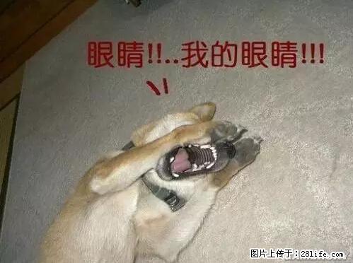 笑癫了！一女的怀孕三年未生，他终于忍不住了... - 娱乐八卦 - 克孜勒苏生活社区 - 克孜勒苏28生活网 kzls.28life.com