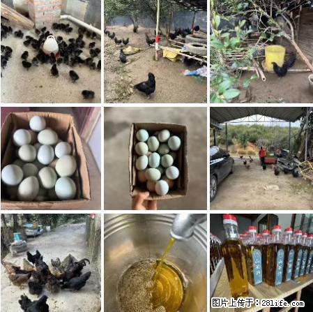 油茶园从小鸡仔开始养起的纯土鸡、土鸡蛋可以预定啦!还有前几天刚榨的纯山茶油哦 - 美食天地 - 克孜勒苏生活社区 - 克孜勒苏28生活网 kzls.28life.com