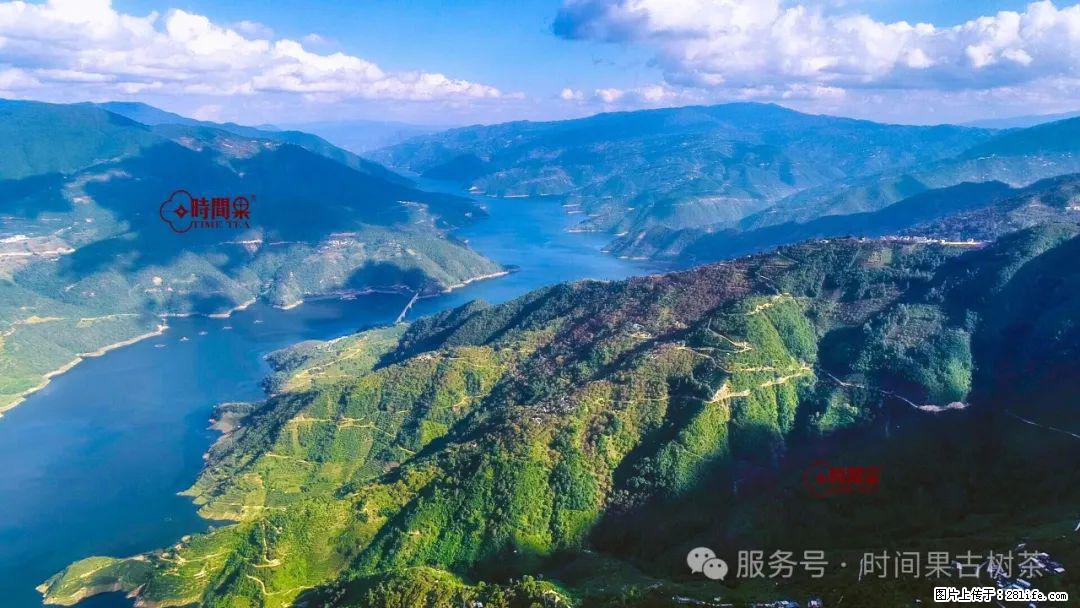 时间果百年古树龙珠普洱生茶 - 购物交流 - 克孜勒苏生活社区 - 克孜勒苏28生活网 kzls.28life.com