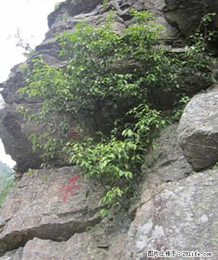 平乐石崖茶，珍贵仅次于金花茶 - 克孜勒苏生活资讯 - 克孜勒苏28生活网 kzls.28life.com