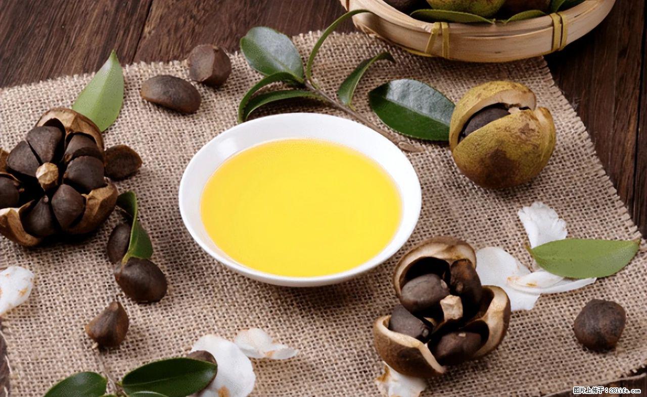 揭秘茶油的5大核心营养成分!被称为人体健康的“守护盾”! - 克孜勒苏生活资讯 - 克孜勒苏28生活网 kzls.28life.com