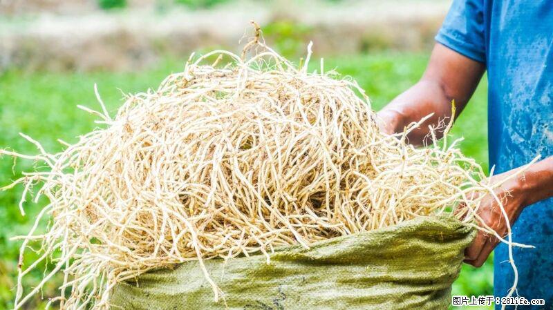 堪称“最难吃”的蔬菜，却是 “抗辐射神器”，还能护肺、清热、止咳化痰！ - 克孜勒苏生活资讯 - 克孜勒苏28生活网 kzls.28life.com