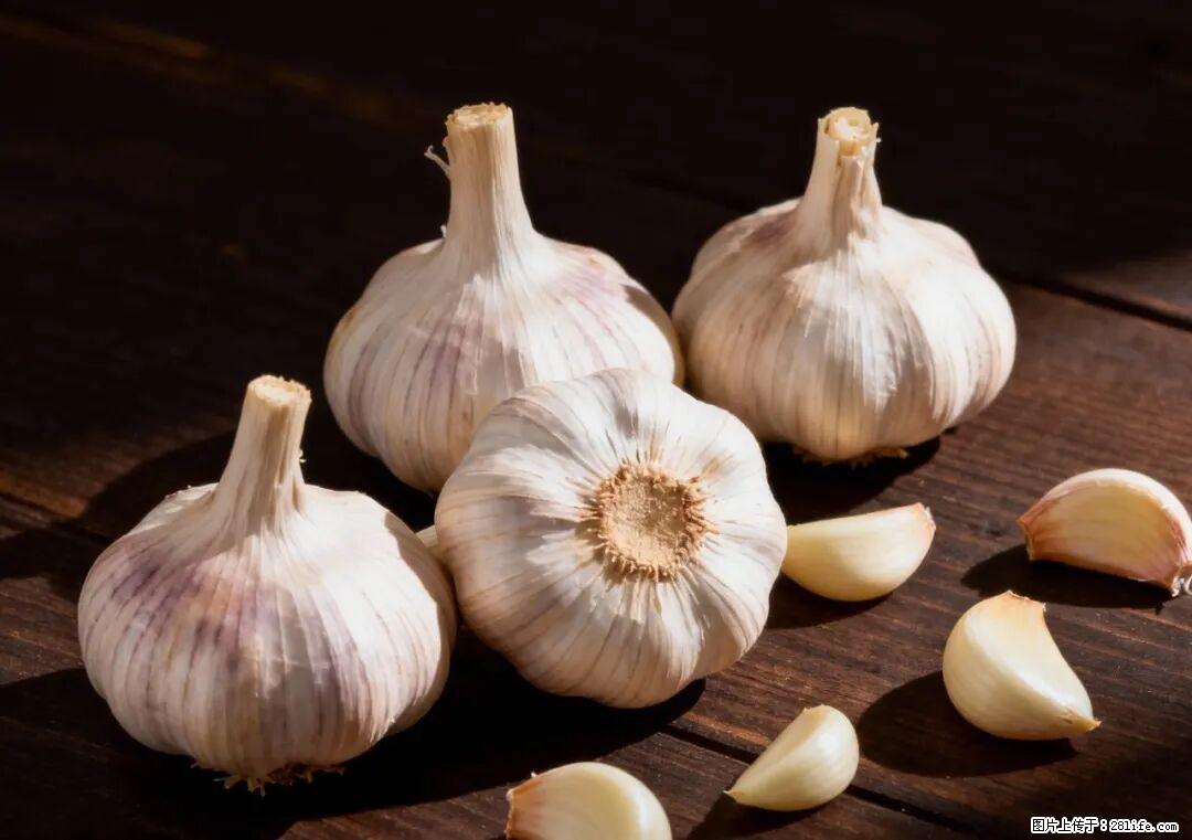 关于大蒜，除了“天然抗生素”，这4个谣言更该警惕! - 克孜勒苏生活资讯 - 克孜勒苏28生活网 kzls.28life.com