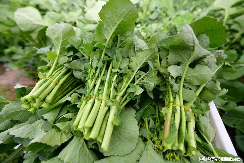 这些蔬菜是“天然钙片”，这6种被医生重点推荐 - 克孜勒苏生活资讯 - 克孜勒苏28生活网 kzls.28life.com